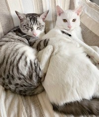 いつも一緒（左から）センちゃん、テンちゃん（画像提供：M家猫沢山さん）