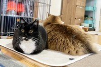 ストーブ前でくつろぐ（左から）ママちゃん、同居猫の瑠偉くん（画像提供：うにねこさん）