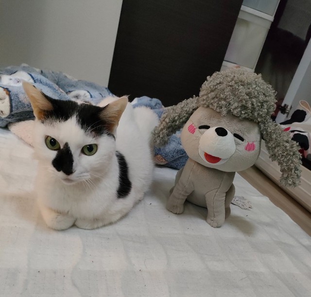 クールに見せて心優しい猫さま（提供：松本ひで吉さん）