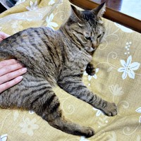 娘さんに「猫ほぐし」をしてもらう葉月くん（画像提供：さくらさん）