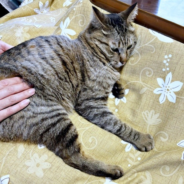 娘さんに「猫ほぐし」をしてもらう葉月くん（画像提供：さくらさん）