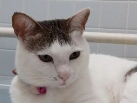 女子会楽しいにゃ～　お風呂のお供をしてくれるようになったMIX猫「ハピ」