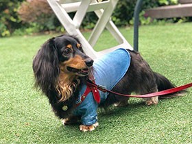 レストランに行ったよ　ミニチュアダックスフントの「コロン」