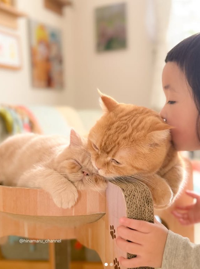 豆蔵（3カ月）・マル（3歳）・ひなたん（1歳）／ひなまるchannelさん（@hinamaru_channel）提供