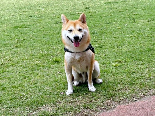 にこにこ笑顔が素敵なもにちゃん（画像提供：しょんぼり顔のもにさん）