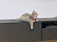 フワーッとあくびをするリリーちゃん（画像提供：恋するうさぎちゃん）