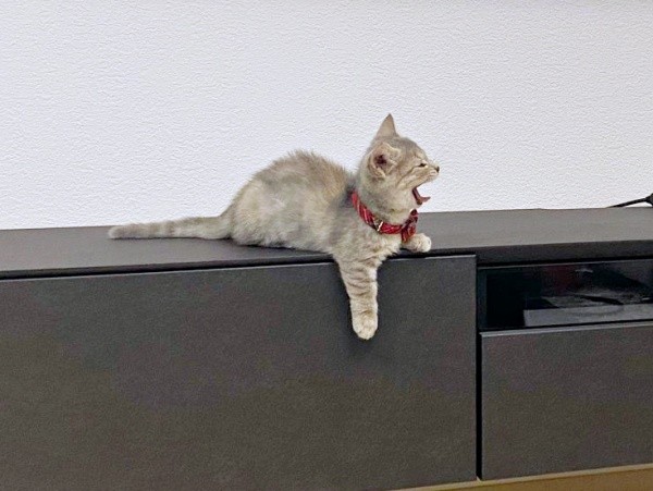 フワーッとあくびをするリリーちゃん（画像提供：恋するうさぎちゃん）