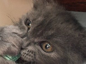 子猫に歯磨き習慣を! 　ブラッシングしながら口元をさわって