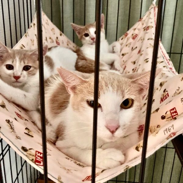 子猫2匹だけのつもりが、母猫も保護「うちの子になってくれる？」 3