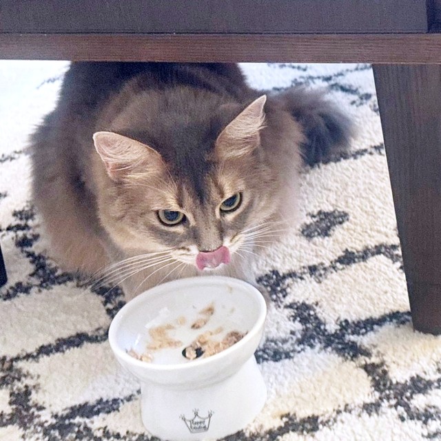 「病院、嫌だった！」机の下に隠れてごはんを食べるハナちゃん（画像提供：とりゆねこさん）