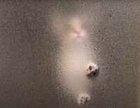 はんみちゃんも肉球披露（「ととまるとはんみ」さん提供、YouTubeよりキャプチャ撮影）