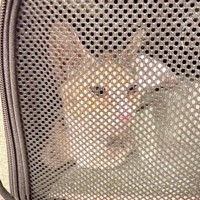 保護後されたさごしちゃん（画像提供：ネムノキさん）