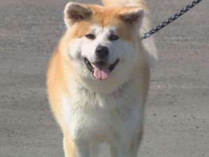 秋田犬の保護相次ぐ　捨てられた？ブリーダー、ペットショップ…動物の福祉を考える