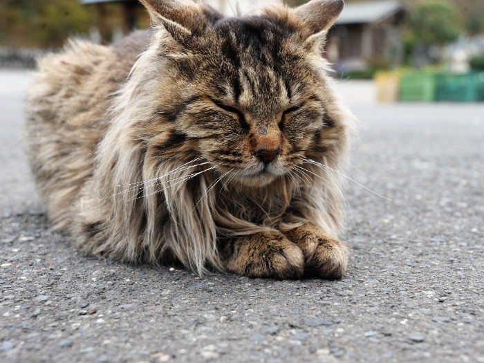 御誕生寺の猫