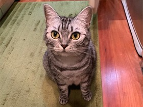 ごはんください！（キリッ）　凛々しい眉毛のMIX「もな華」