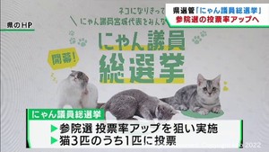 猫の力を借りて若者の投票率アップを　宮城県選挙管理委員会がにゃん議員総選挙