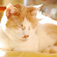 コックリコックリ船をこいでいます