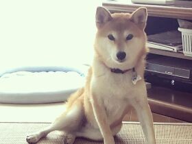 2021座り方がセクスィーで賞　柴犬「すず」