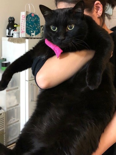 ヨーコさんに抱かれるアサジ「色も大きさも、存在感がありました」（シロミさん提供）