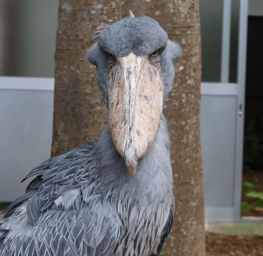 正面を向いていれば、キリッと勇ましい顔が見られるが…画像提供：松江フォーゲルパーク