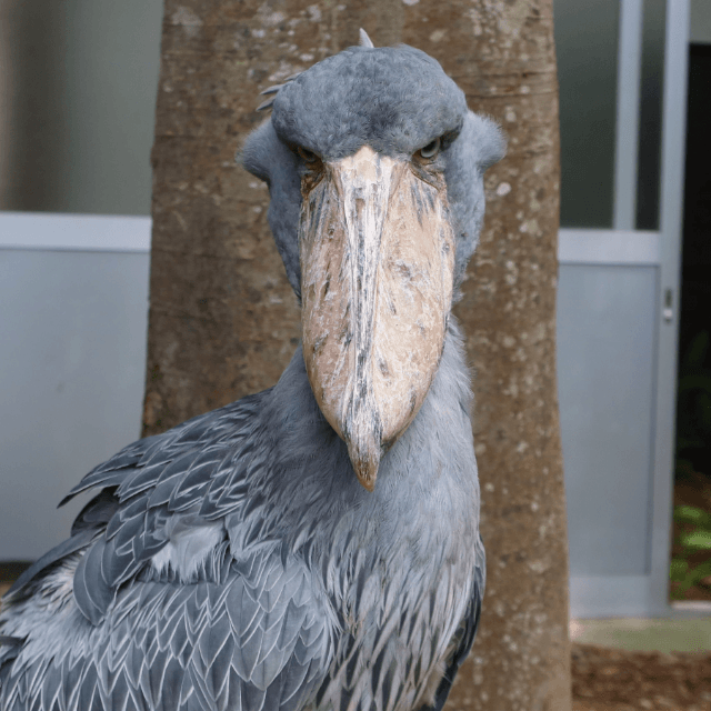 正面を向いていれば、キリッと勇ましい顔が見られるが…画像提供：松江フォーゲルパーク