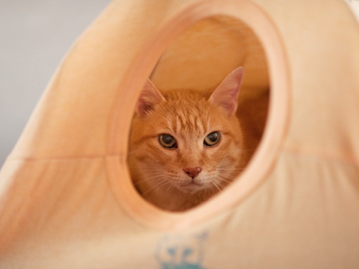 「ひとりで遊ぶことにも慣れたよ」（小林写函撮影）