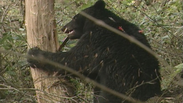 2026年4月採用　ツキノワグマの出没対応にあたる専門指導員を募集　岡山県