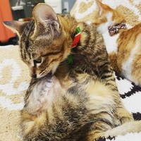 自分で上手に毛繕いする＝親兵衛（しんべえ）さん（@shin_bei22）提供