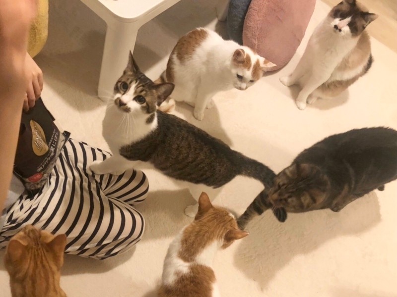 ごまを含め、合計9匹の猫と暮らすチャオコさん（チャオコさん提供）