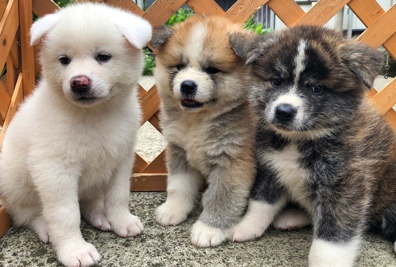 360 DEGREE LIVES How Can These Adorable Akita Inu Puppies Not Melt 
