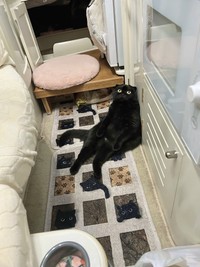 まるで人間のような寛ぎ方をするぷりもちゃん（提供：ふわもさん）