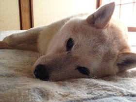 まだまだ長生きしてね、ミルクティー色の柴犬「チャイ」