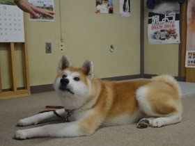 ザギトワに贈られた「マサル」のきょうだい犬　「勝大」デビュー