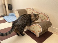 サンタさんから爪とぎベッドのプレゼント！（画像提供：もなさん）