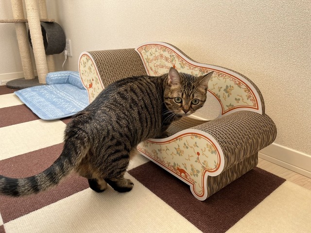 サンタさんから爪とぎベッドのプレゼント！（画像提供：もなさん）