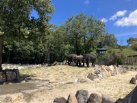 こちらはゾウの森。暑さをよける木陰もあります