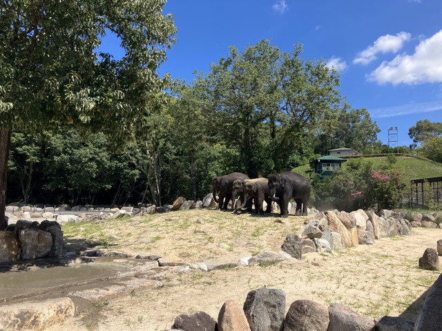 こちらはゾウの森。暑さをよける木陰もあります