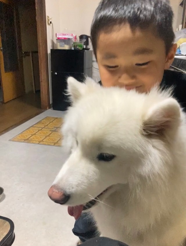 4歳の息子とサモエド／Hikariさん（@hikari_diy48nagano）さん提供