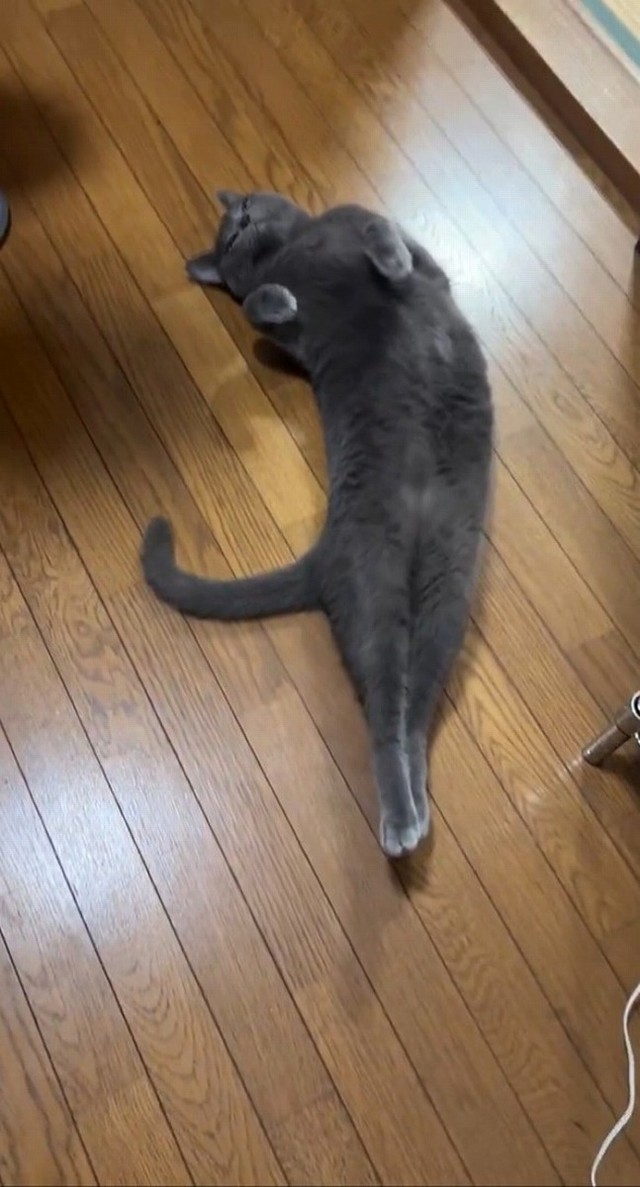 「最終形態」で「撫で」を要求!!（画像提供：まるこさん ※動画よりキャプチャ）