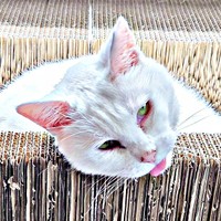 「撫でて♡」いつもの甘え顔でアピールするおもちちゃん（画像提供：ちったんさん）