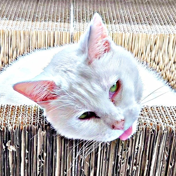 「撫でて♡」いつもの甘え顔でアピールするおもちちゃん（画像提供：ちったんさん）