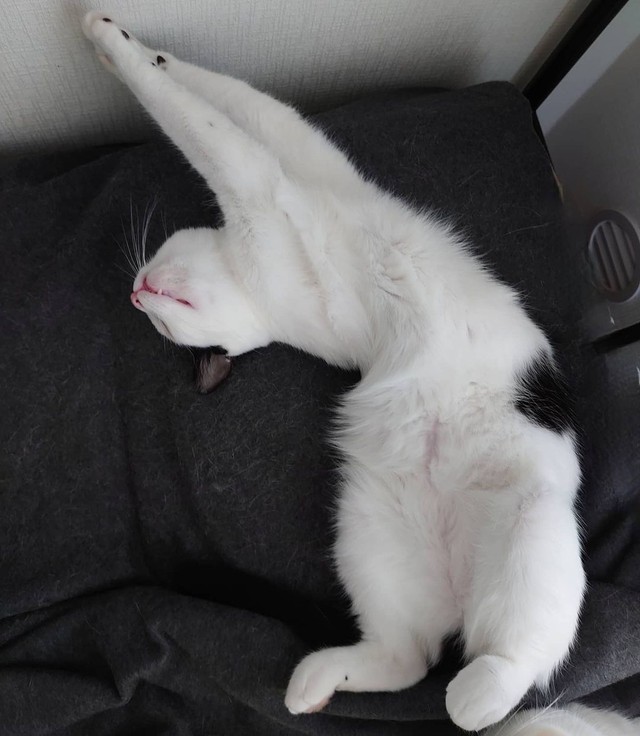 たっぷり寝た後の伸び～！気持ちいいにゃ