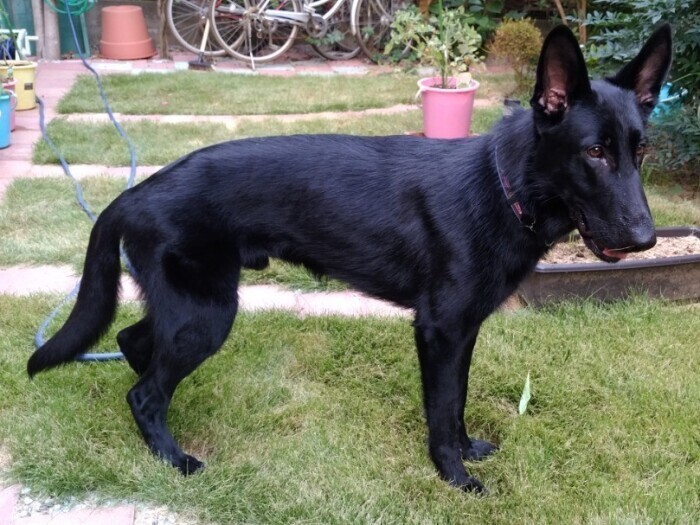 家にきたころの「十兵衛」