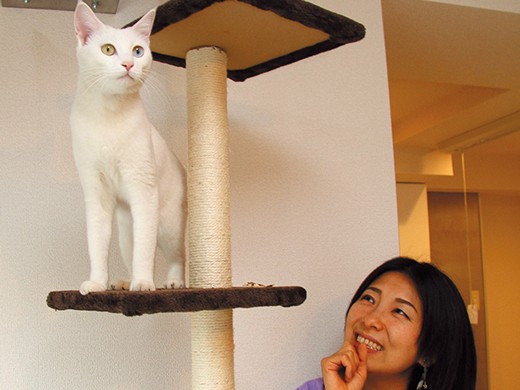 猫と暮らす人専用の賃貸マンション、キャットウォークも完備