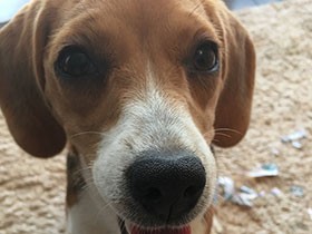 元気いっぱいでドッグランが大好き　ビーグルの「ＭＡＮＡ」