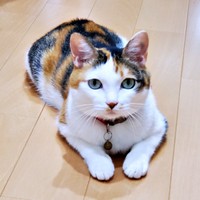 美しい三毛柄とまん丸のお顔がキュートな桜ちゃん（画像提供：恵美子with三毛猫桜 時々旦那さん）