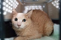 体調がいいときはお目めをまん丸にしてかわいい（「幸 アニマルサポート」さん提供）