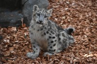 生後4か月ごろのヒカリちゃん。こちらを見上げる愛らしい表情がたまりません（大森山動物園提供）