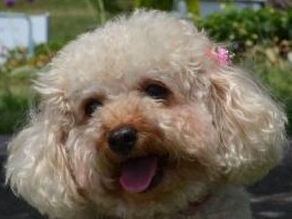 飼い主と犬には「親子のような絆」　愛情ホルモン研究で証明