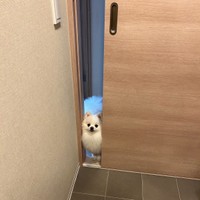 ちんまり（画像提供：ポメラニアンの天くん！ ※動画よりキャプチャ、画像を一部トリミング）
